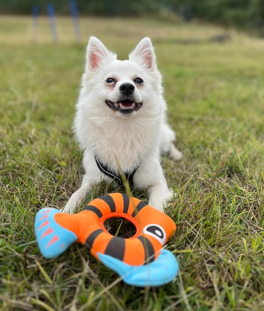 Suki,  (All Dogs Matter)