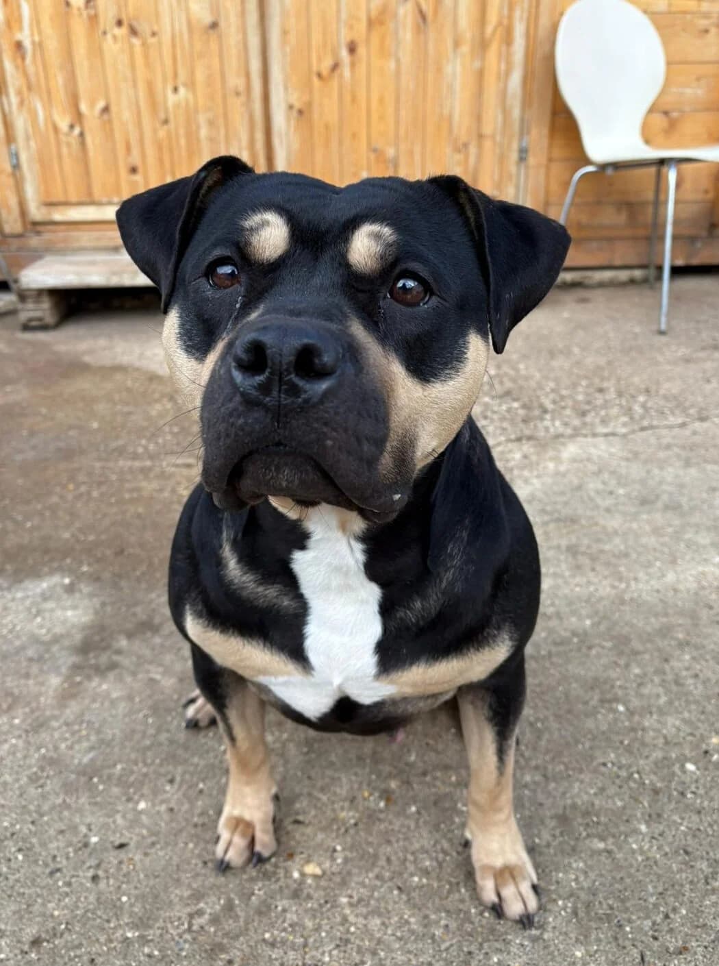 Ingrid,  (All Dogs Matter)