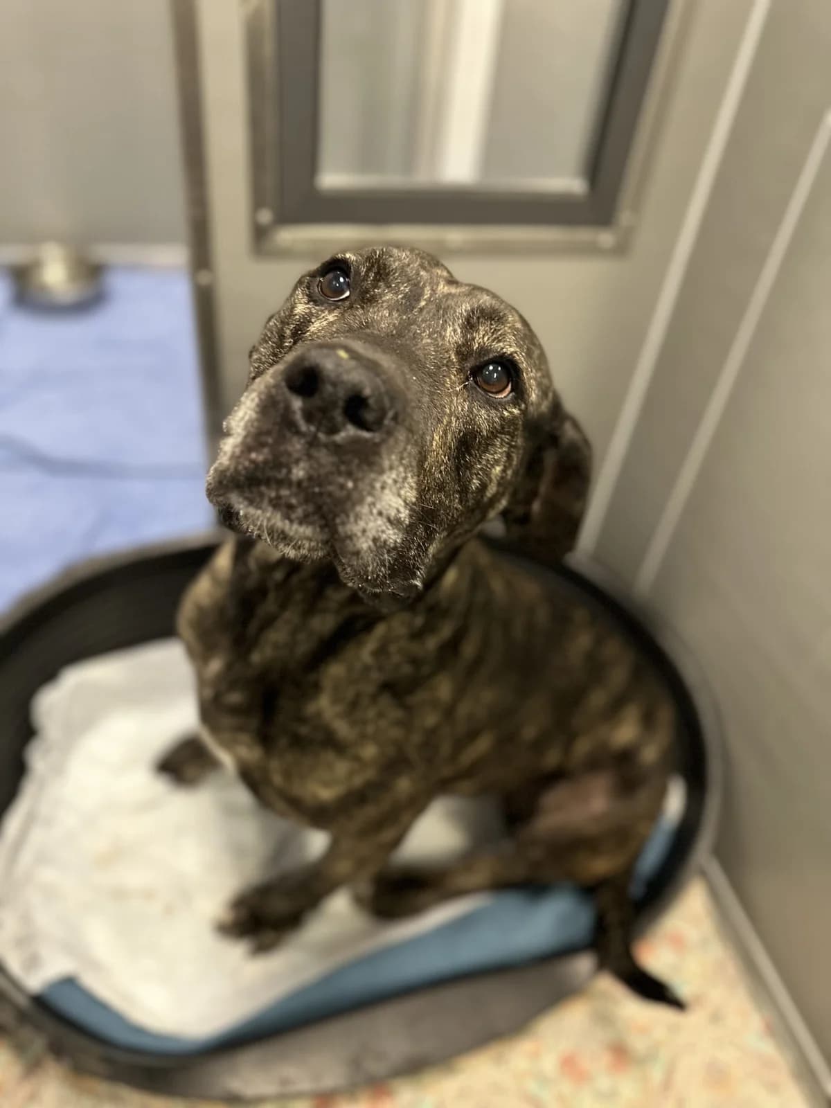 Ivy, female 4yo Mastiff for adoption at All Dogs Matter, London
