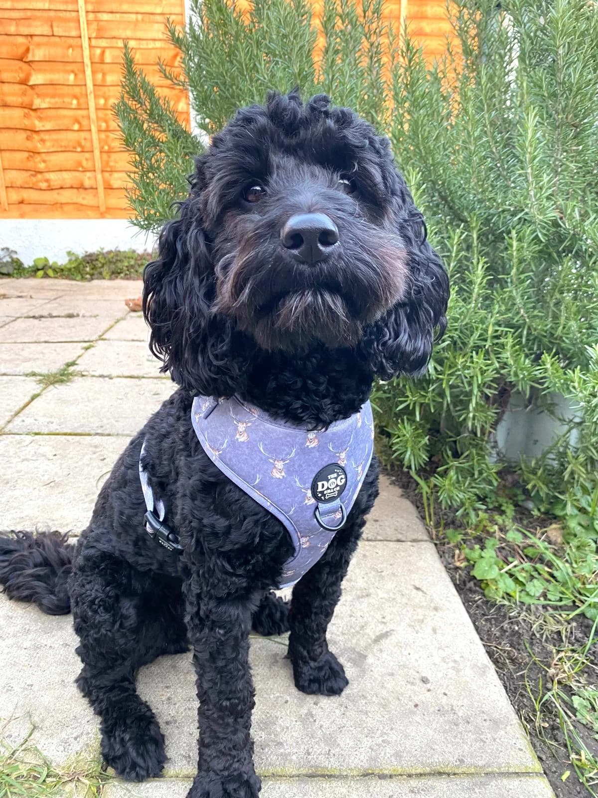 Jack,  (All Dogs Matter)