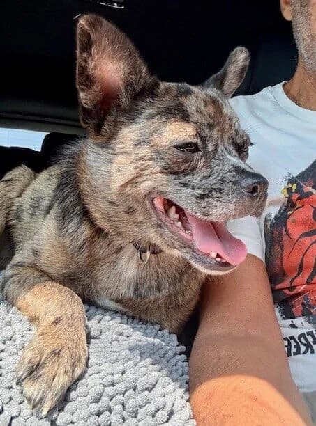 Jack,  (All Dogs Matter)