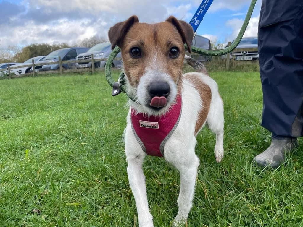 Jasper, female young mixed breed for adoption at All Dogs Matter, London