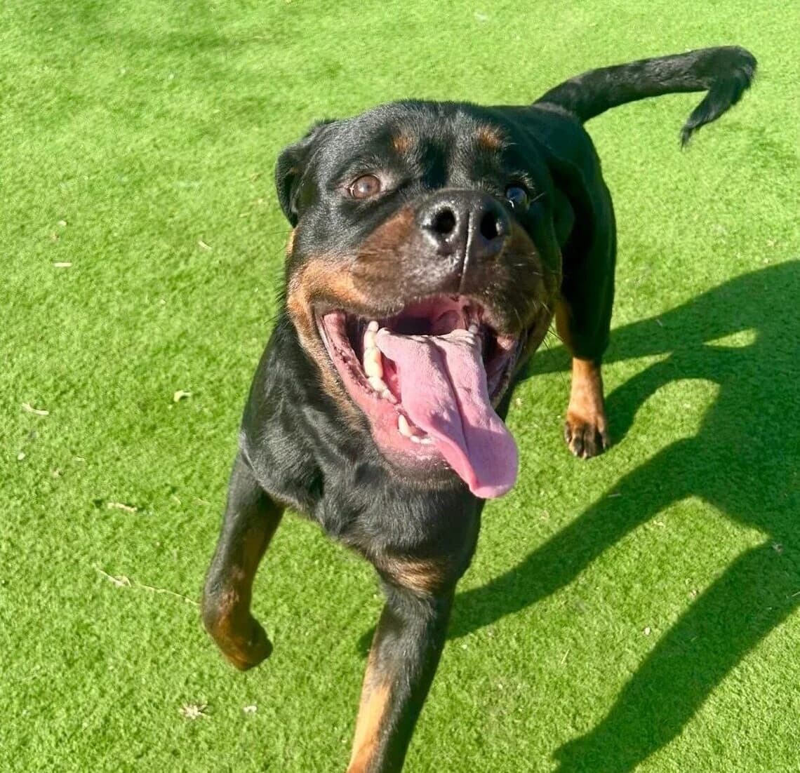 Jasper,  (All Dogs Matter)