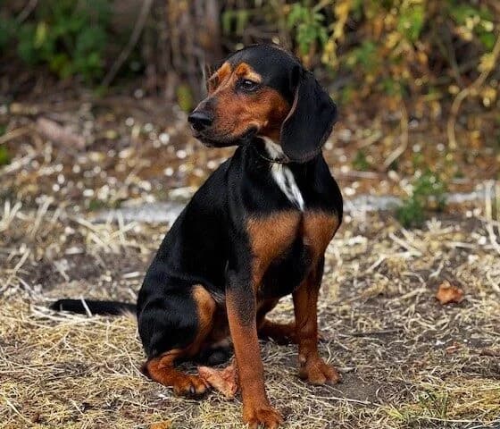 Kevin,  (All Dogs Matter)