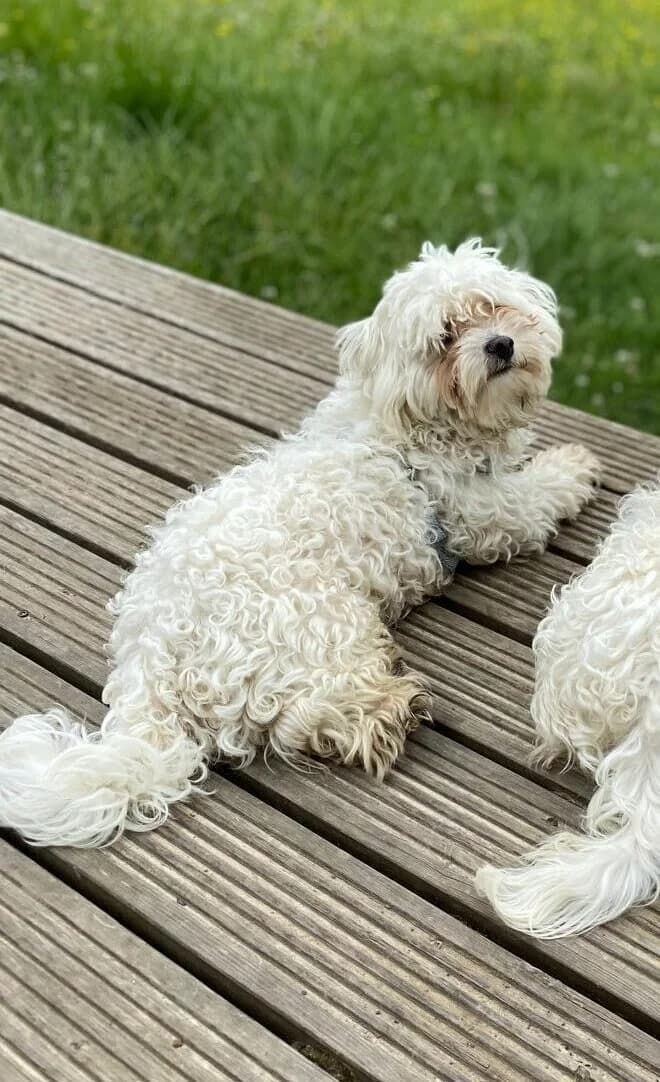 Jay,  (All Dogs Matter)