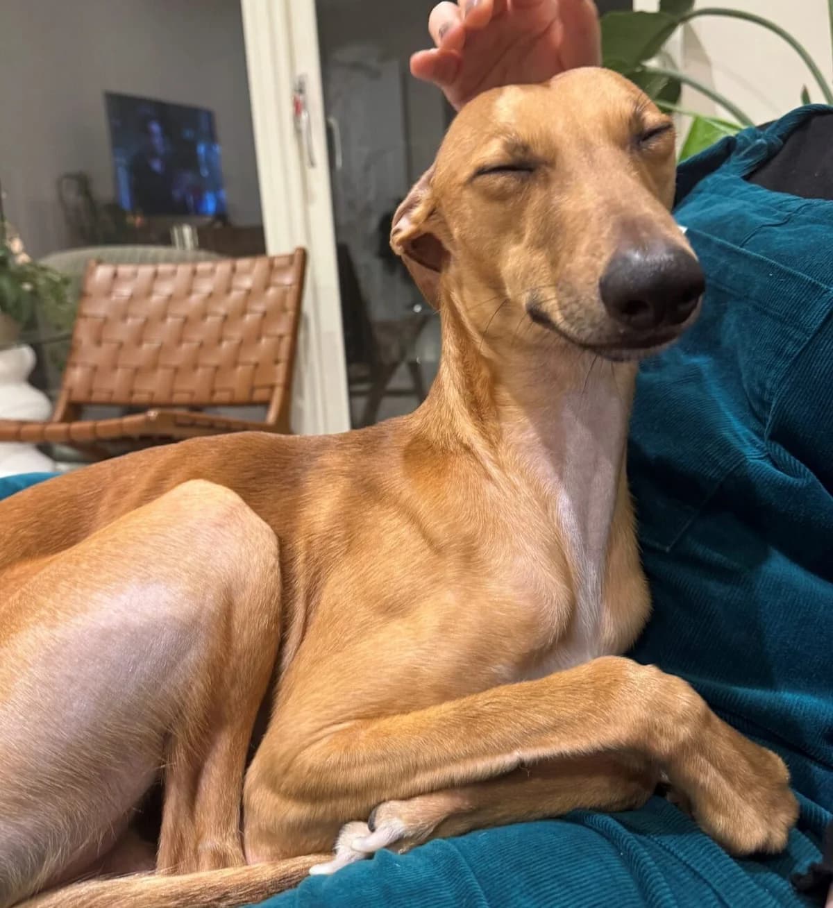 Jeff,  (All Dogs Matter)