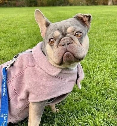 Jem,  (All Dogs Matter)