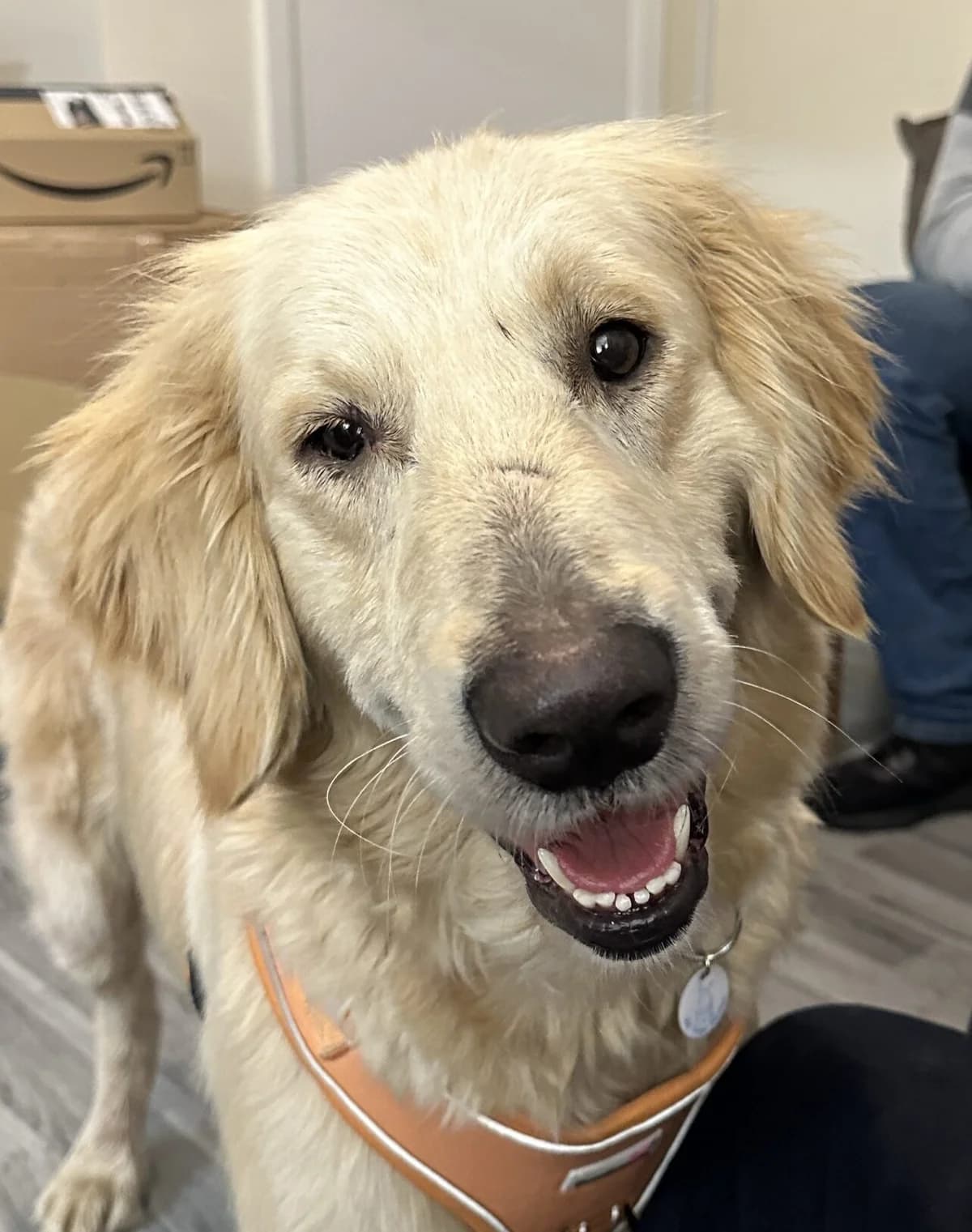 Jenny,  (All Dogs Matter)