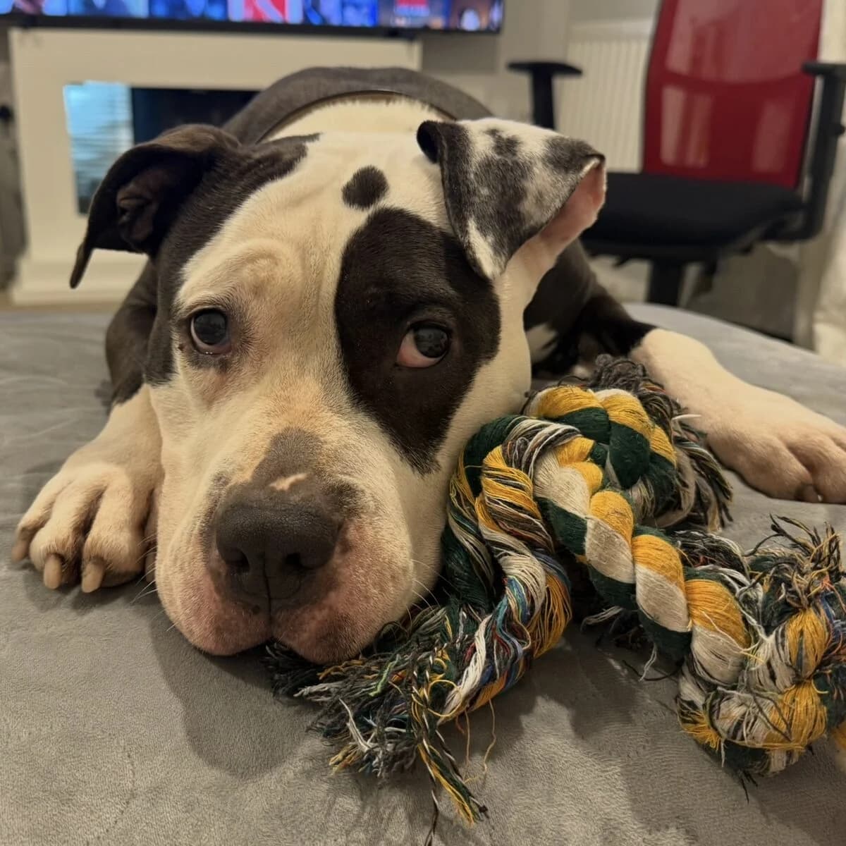Jessie,  (All Dogs Matter)