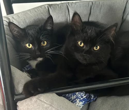 Jessie and Jimmy – available, female Domestic Shorthair for adoption at Wadars Animal Rescue, Worthing
