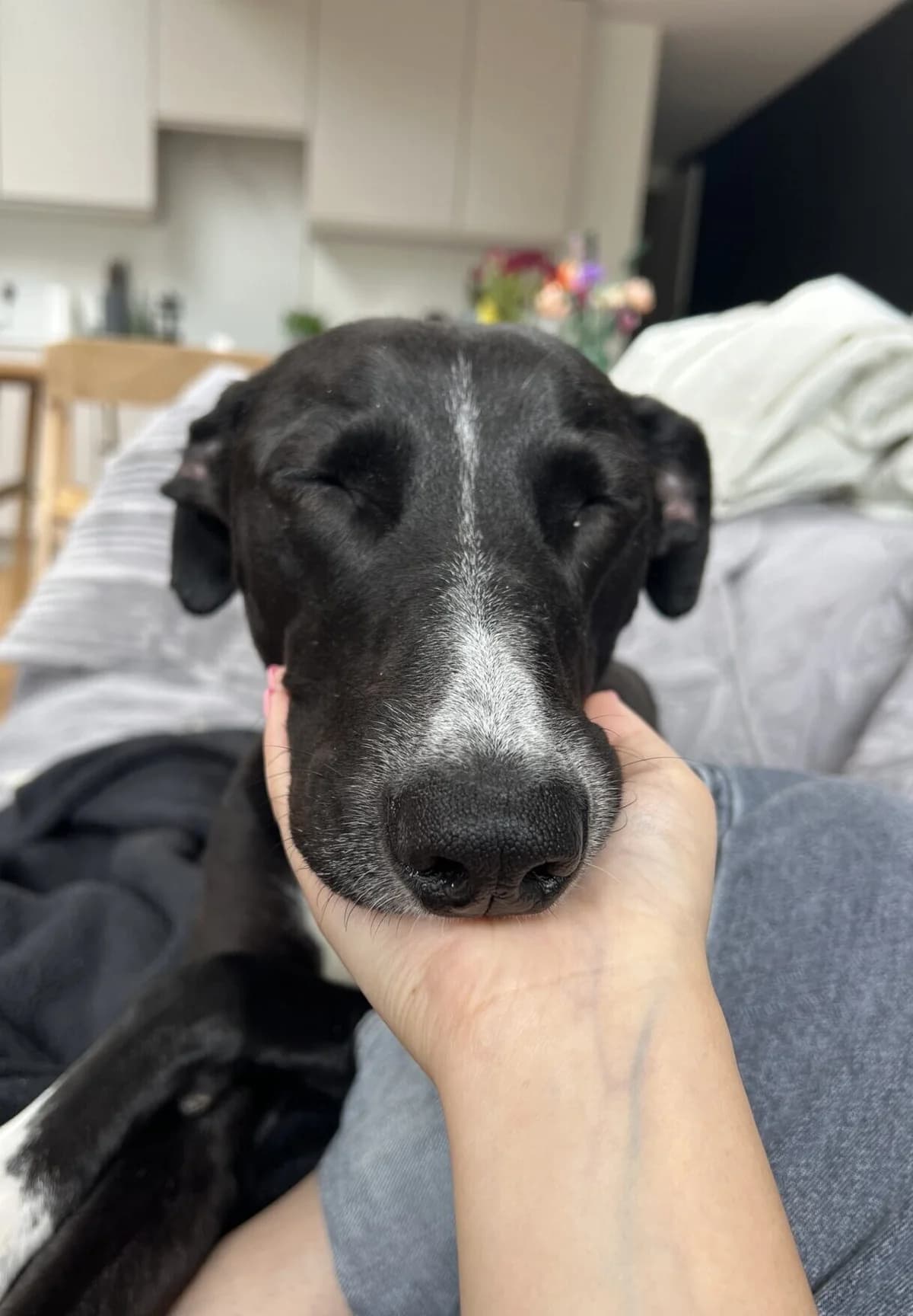 Jet, male Greyhound for adoption at Dogs First Animal Rescue