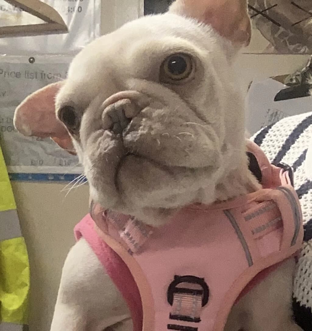Jody,  (All Dogs Matter)