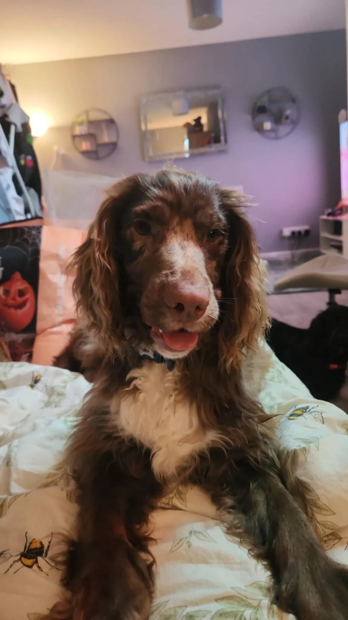 Joey,  (All Dogs Matter)
