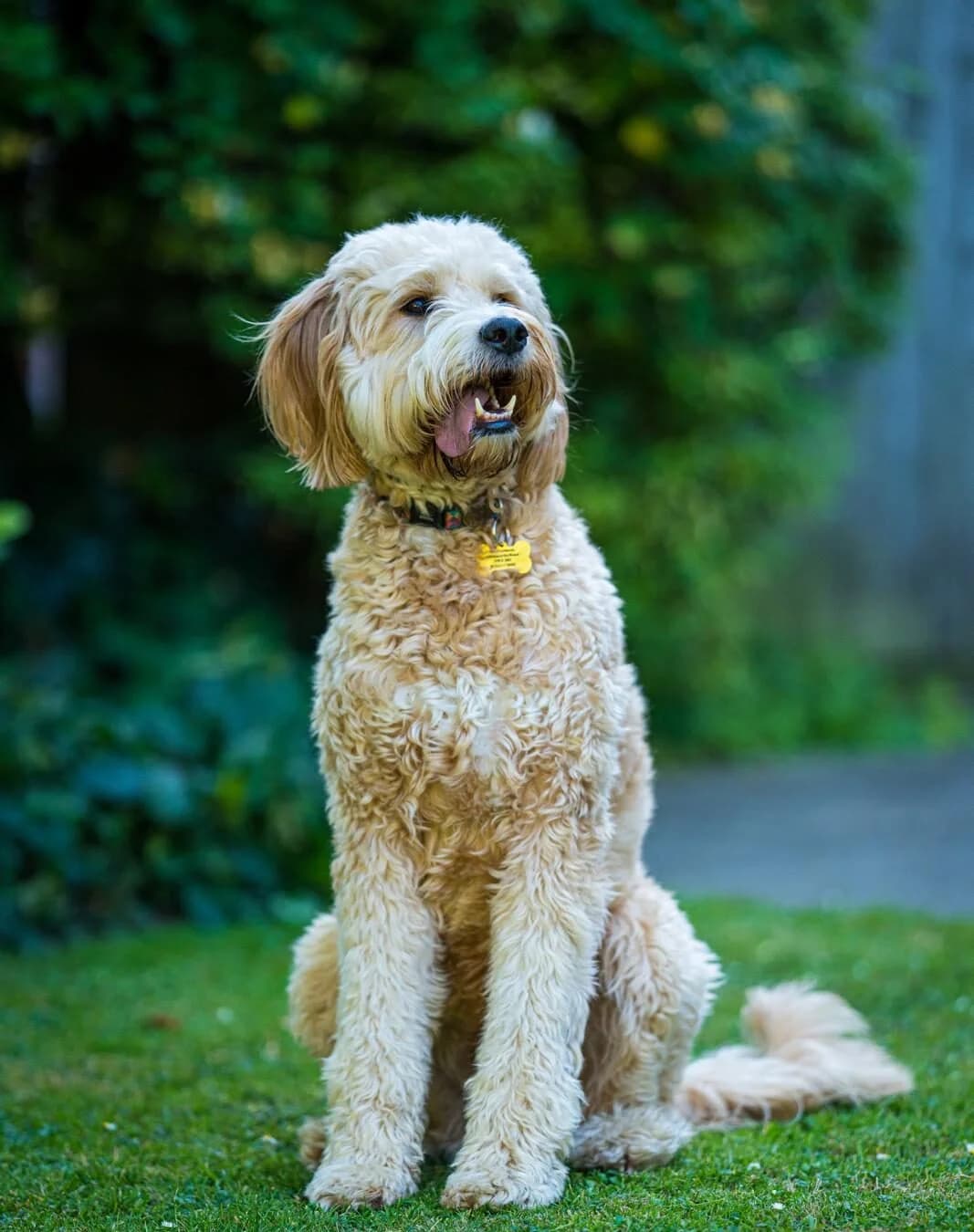 Joey, cream female Labradoodle for adoption at All Dogs Matter, London