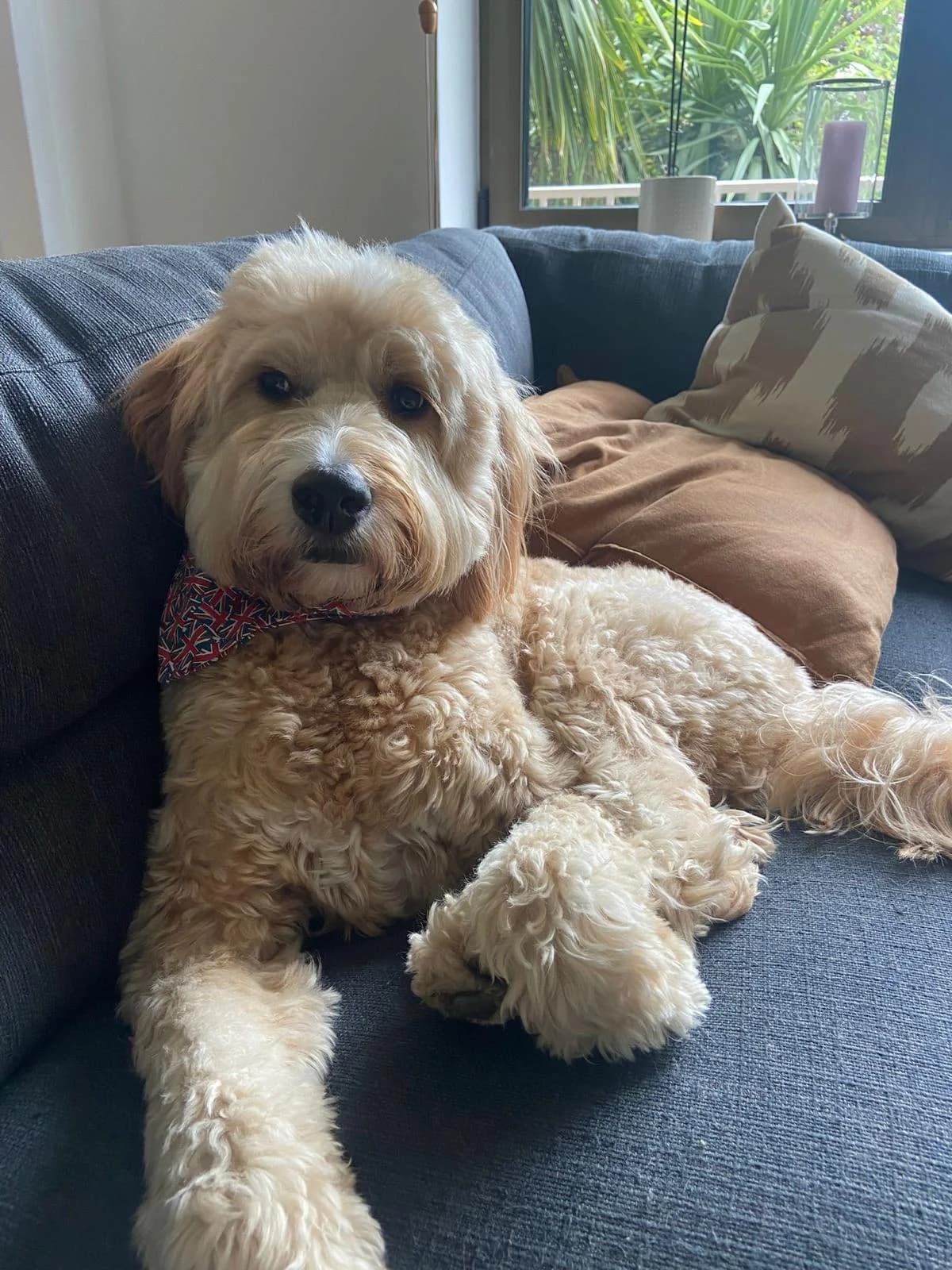 Joey, cream female Labradoodle for adoption at All Dogs Matter, London — photo 2 of 2