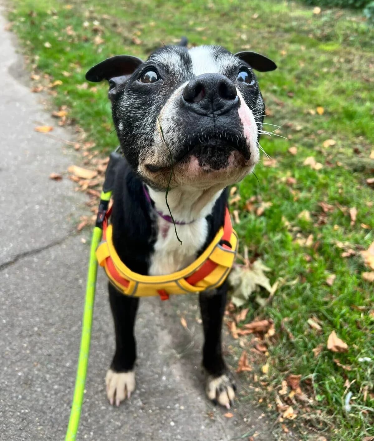 John,  (All Dogs Matter)