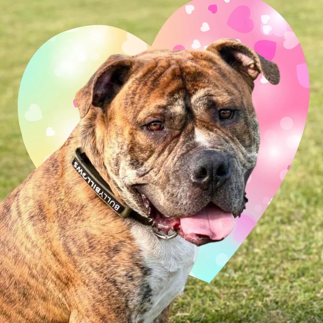 Johnny,  (All Dogs Matter)