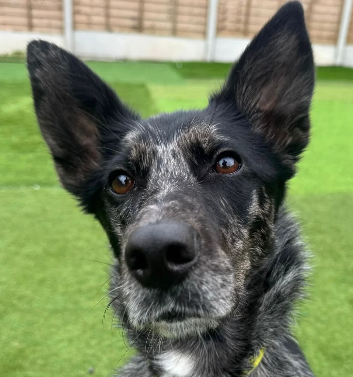 Jolene, female Border Collie for adoption at Dogs4Rescue, Manchester