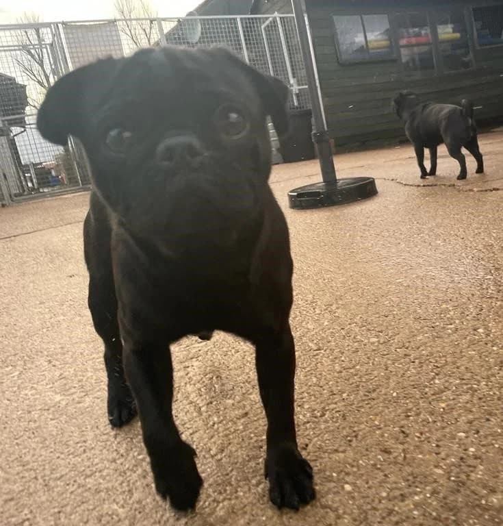 Jolly, female young mixed breed for adoption at All Dogs Matter, London