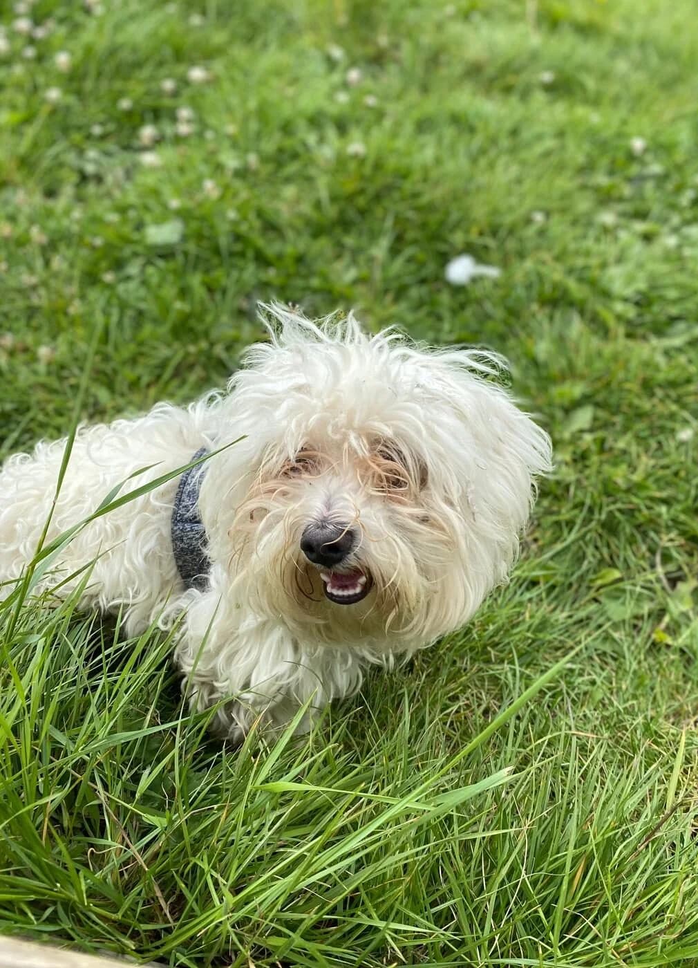 Jord,  (All Dogs Matter)