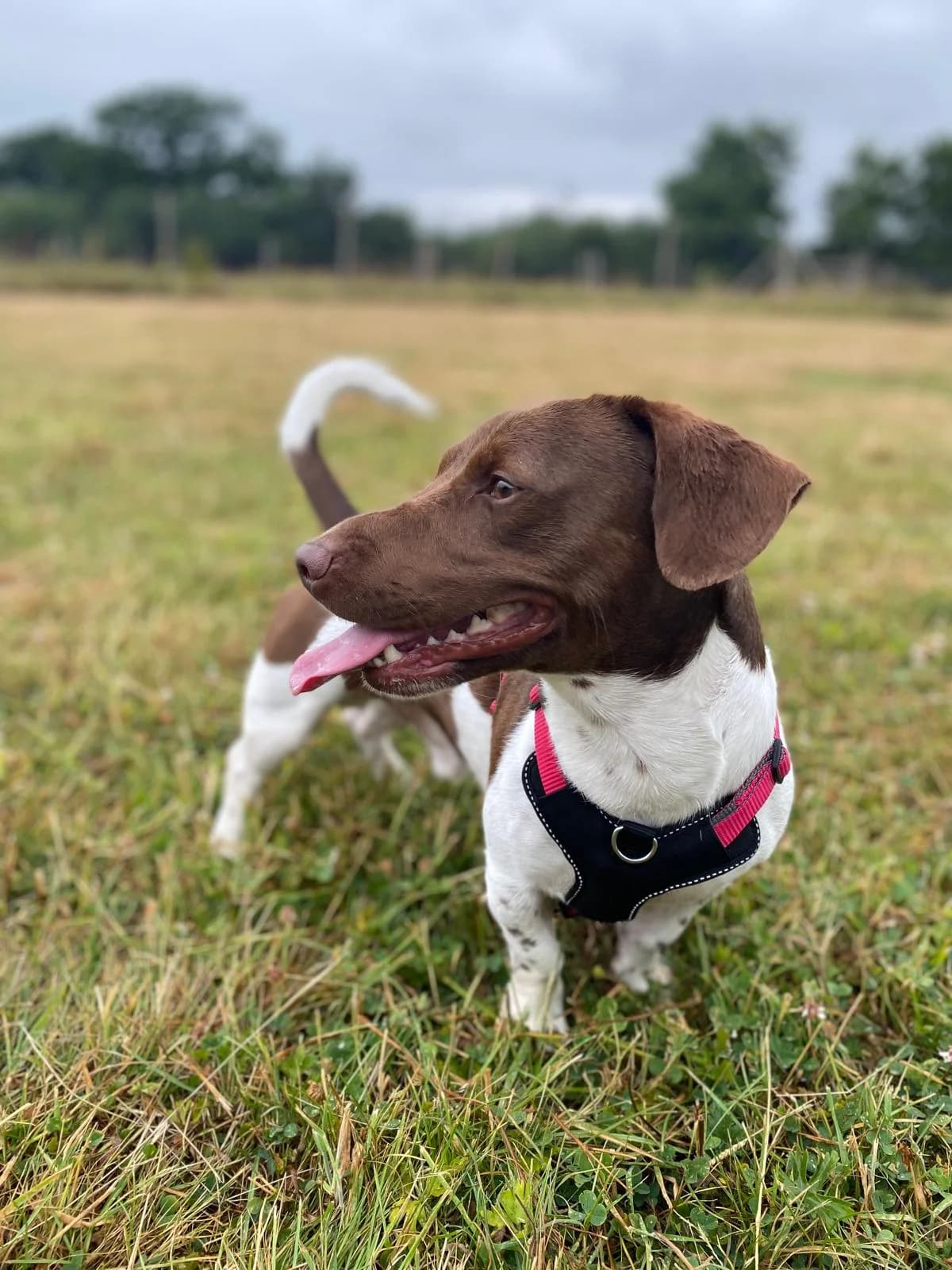 Jordan,  (All Dogs Matter)