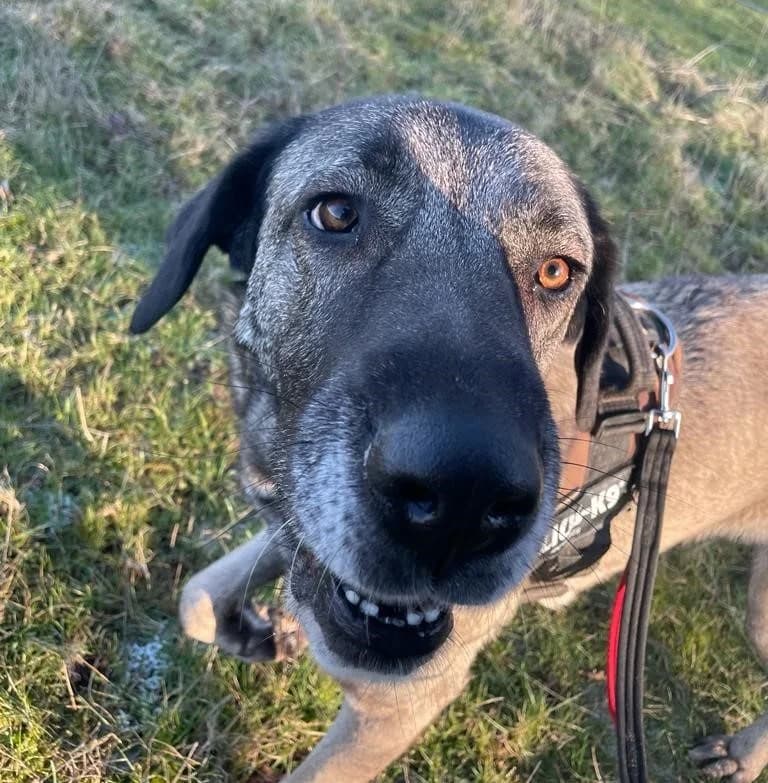 Juno, female 3yo mixed breed for adoption at All Dogs Matter, London