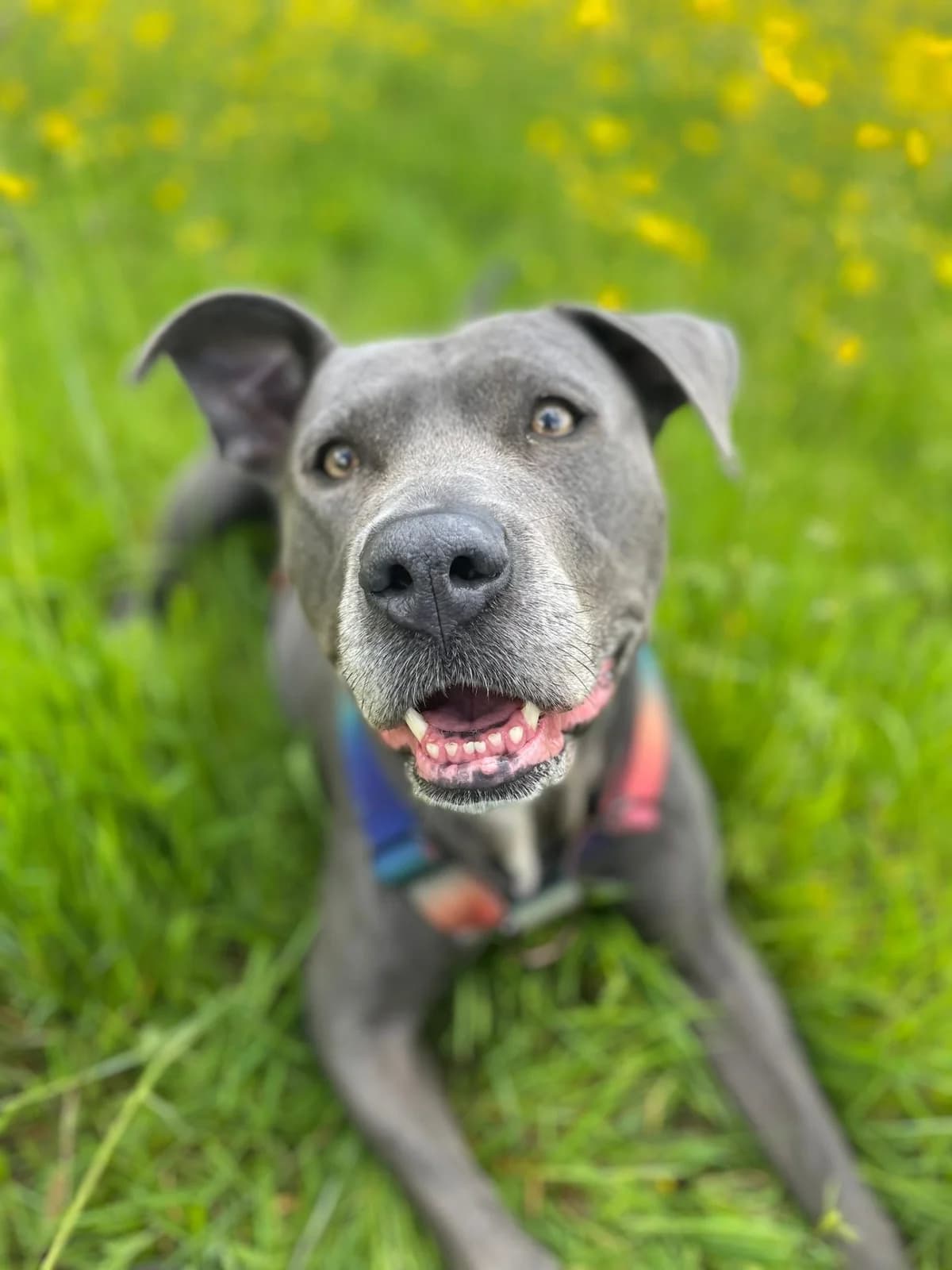 Juno,  (All Dogs Matter)