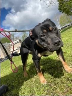 Kali, female 3yo mixed breed for adoption at All Dogs Matter, London