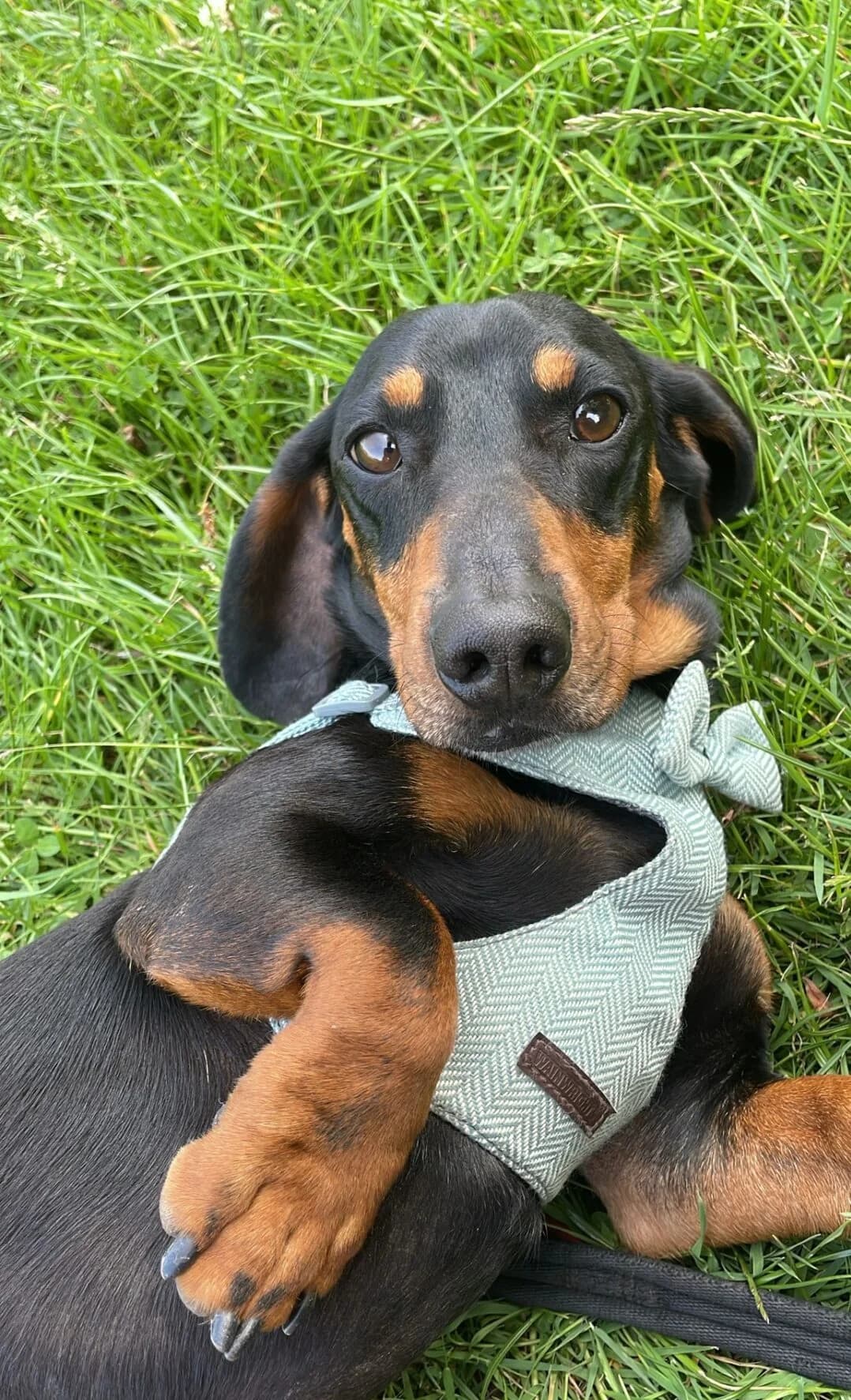 Kash,  (All Dogs Matter)