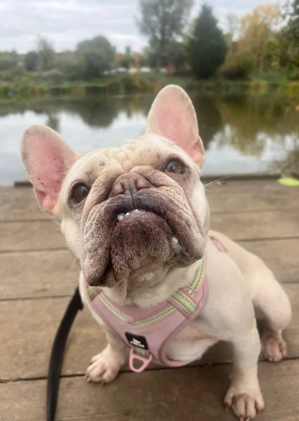 Kathy,  (All Dogs Matter)