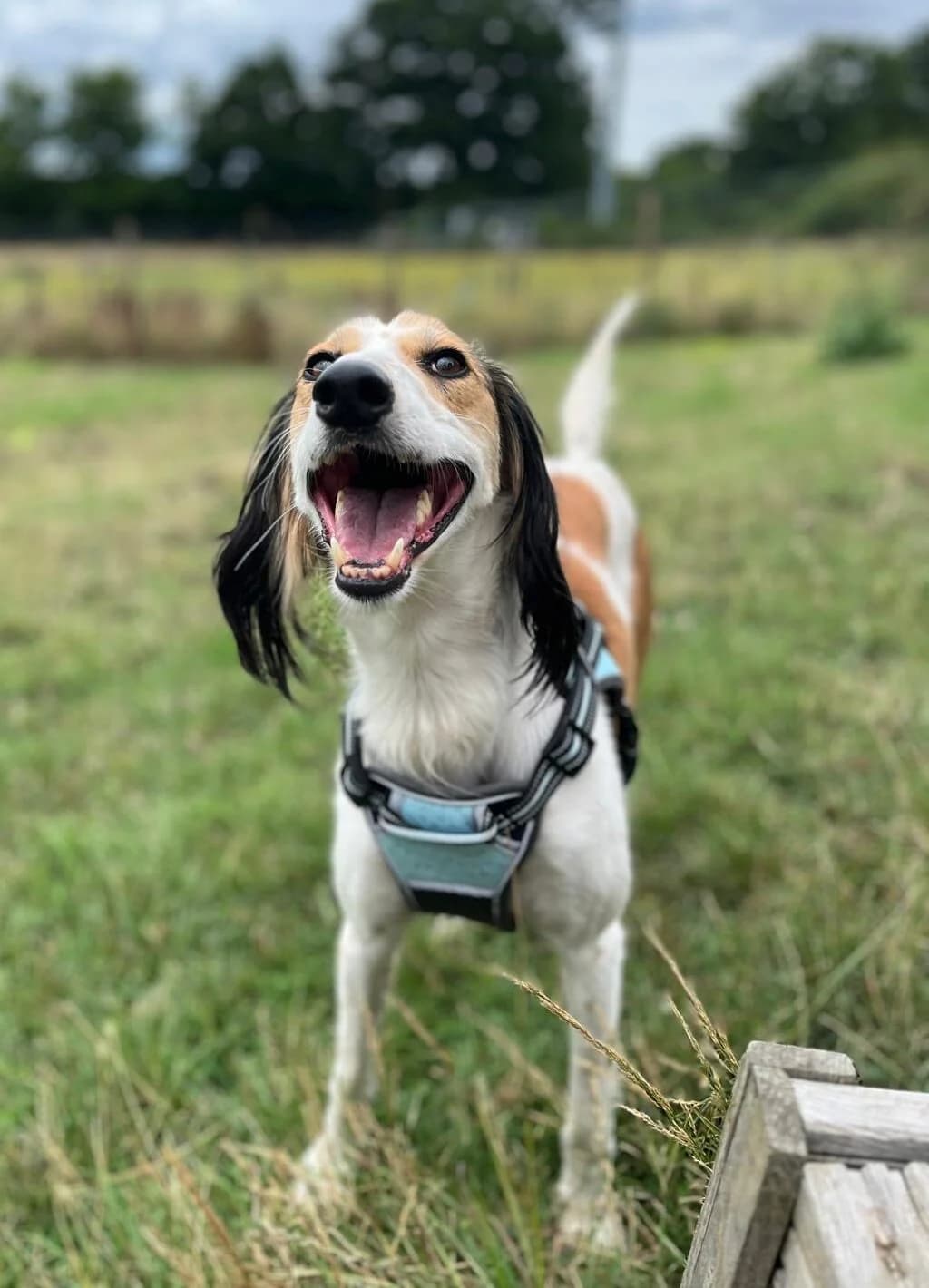 Khan,  (All Dogs Matter)