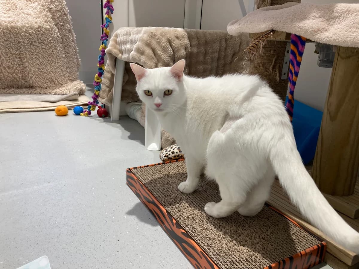 Kiki,  mixed breed for adoption at Wood Green, London
