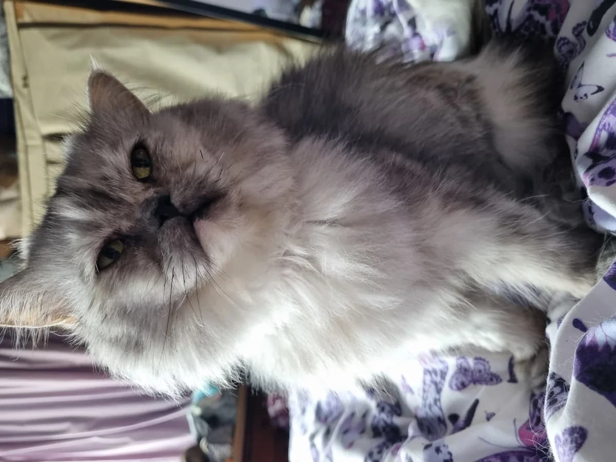 Kiki (Kiara), female 5yo Persian for adoption at Freshfields Animal Rescue, Liverpool