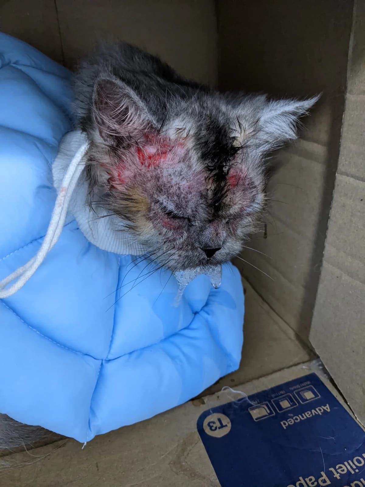 Kiki (Kiara), female Mixed Breed for adoption at Freshfields Animal Rescue, Liverpool photo 2