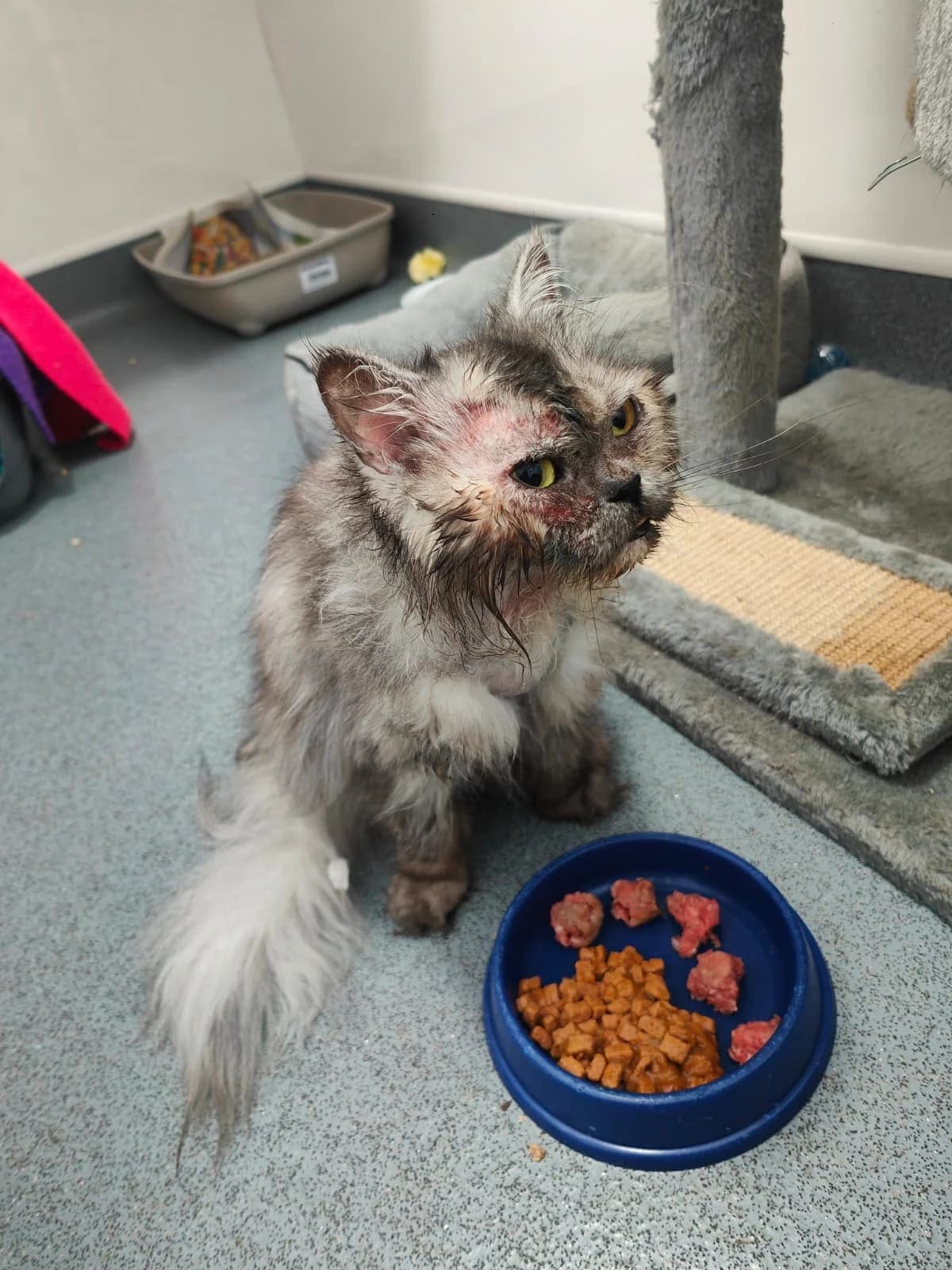 Kiki (Kiara), female Mixed Breed for adoption at Freshfields Animal Rescue, Liverpool photo 3