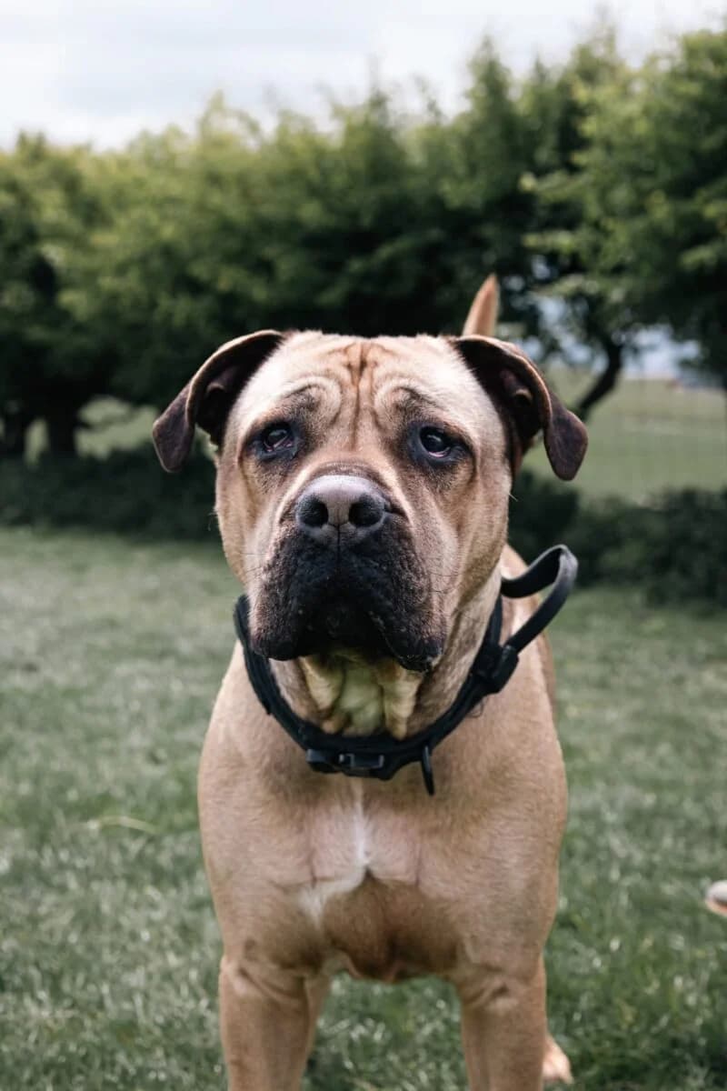 Kilo,  Mixed Breed for adoption at Newcastle Dog and Cat Shelter, Newcastle