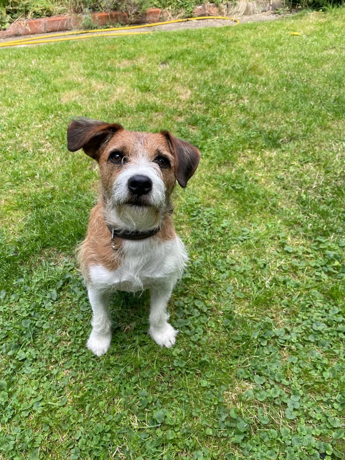 Kit,  (All Dogs Matter)