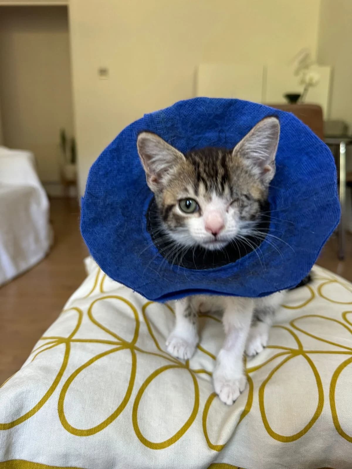 Kittens,  (All Dogs Matter)