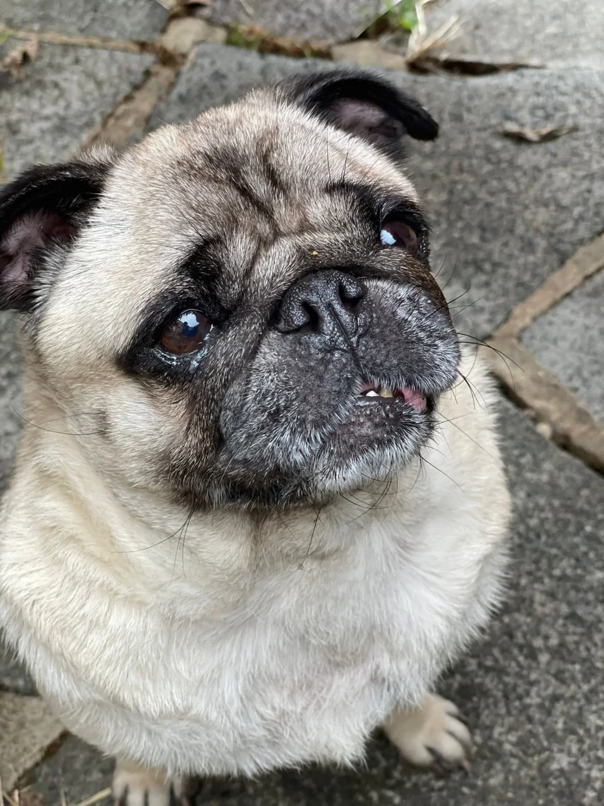 Kiwi,  (All Dogs Matter)