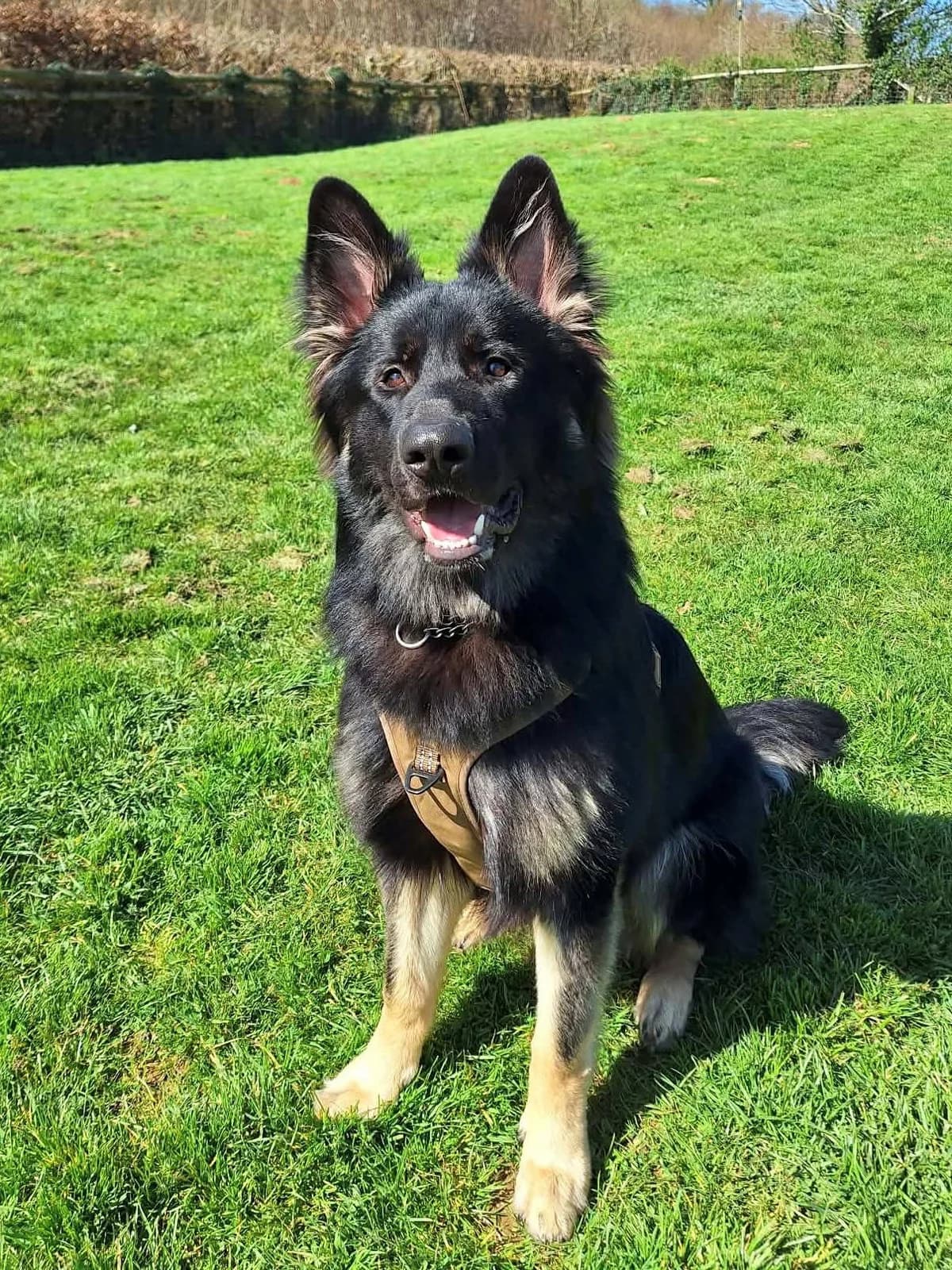 Koda, male English Bulldog for adoption at Newcastle Dog and Cat Shelter, Newcastle