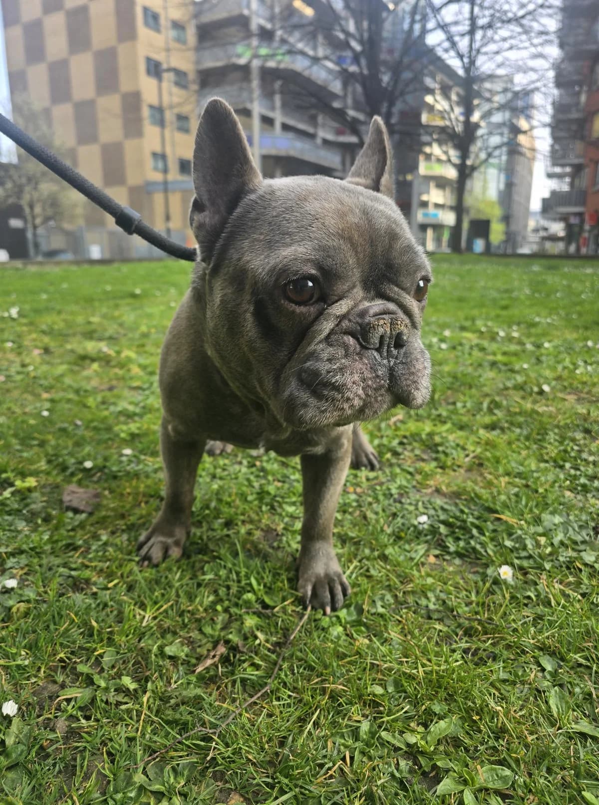 Koen, female senior English Bulldog for adoption at All Dogs Matter, London