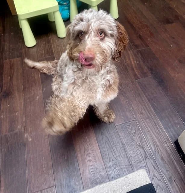 Koji, female young mixed breed for adoption at All Dogs Matter, London