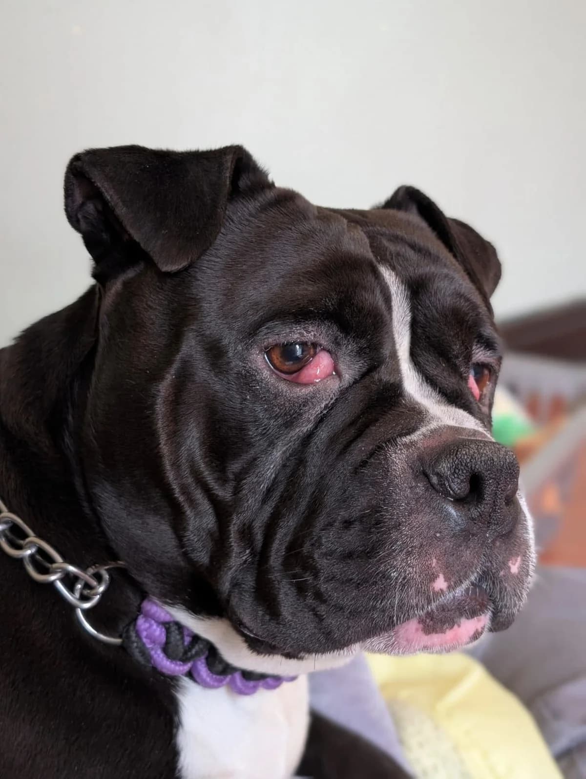 Koko, female Mixed Breed for adoption at Liverpool