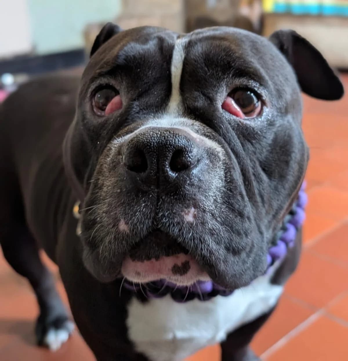 Koko, female Mixed Breed for adoption at Freshfields Animal Rescue, Liverpool photo 3