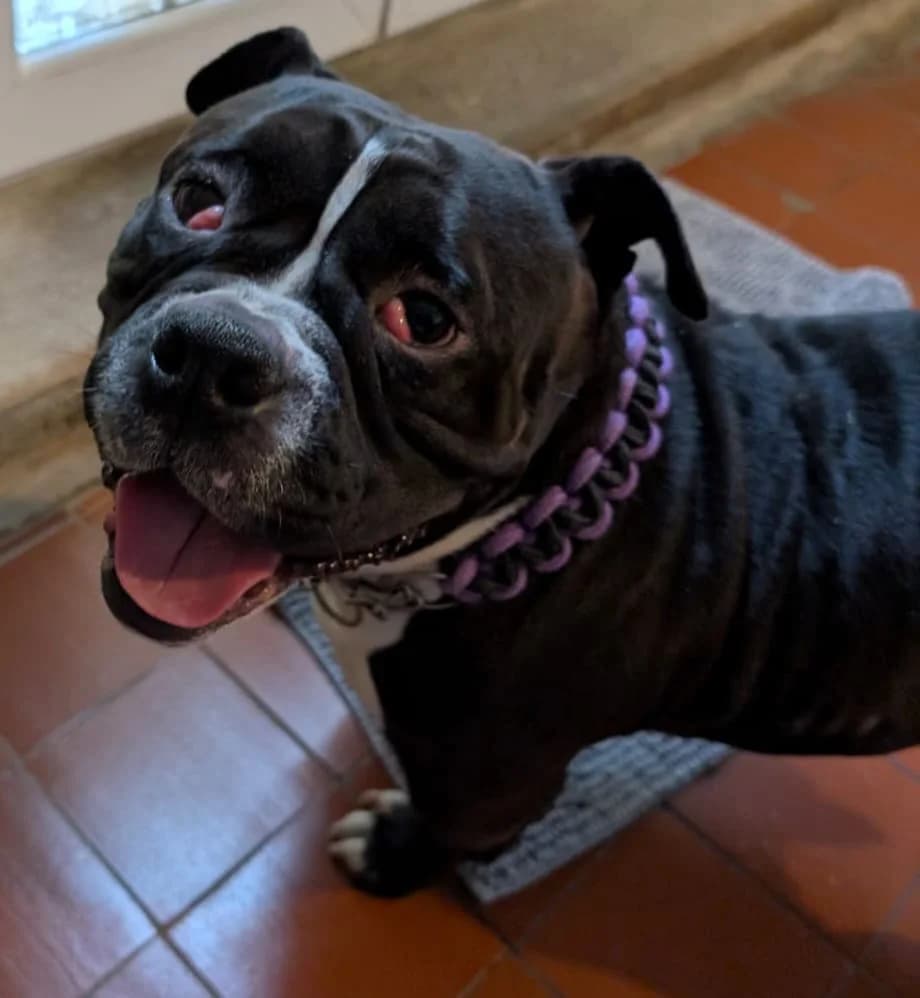 Koko, female Mixed Breed for adoption at Freshfields Animal Rescue, Liverpool photo 4