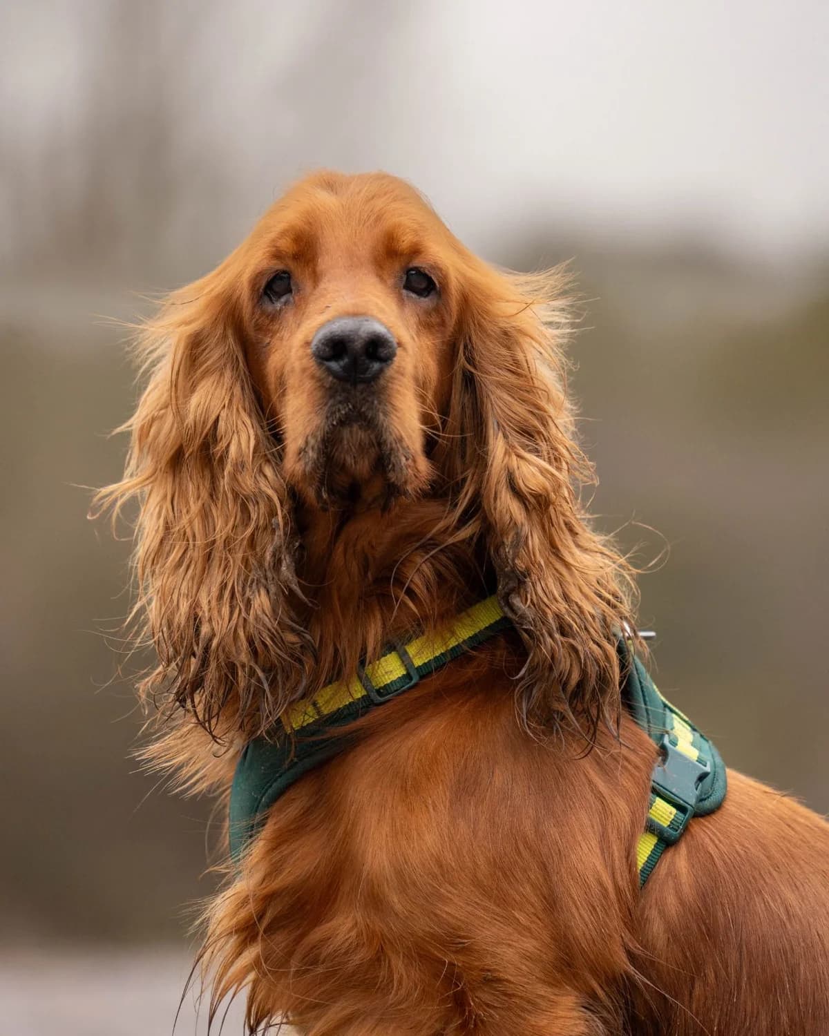 Larry,  (All Dogs Matter)