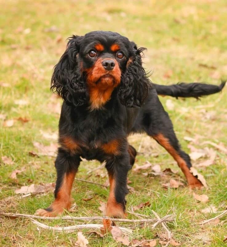 Lady,  (All Dogs Matter)