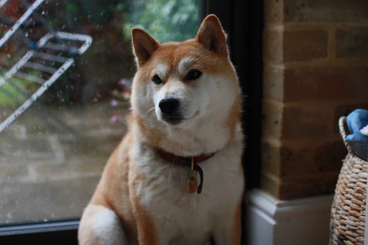 Laika,  (All Dogs Matter)