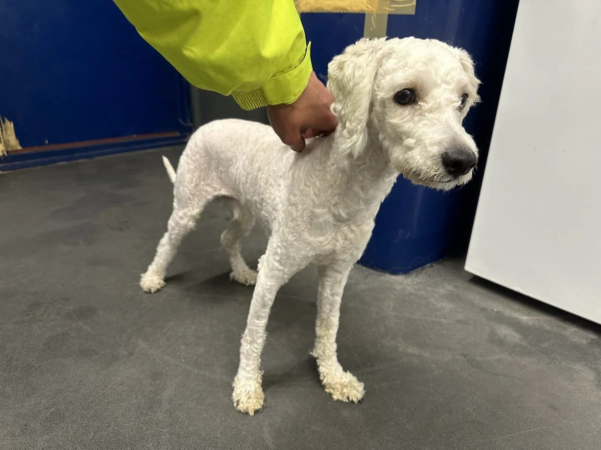 Lennox, female young mixed breed for adoption at All Dogs Matter, London