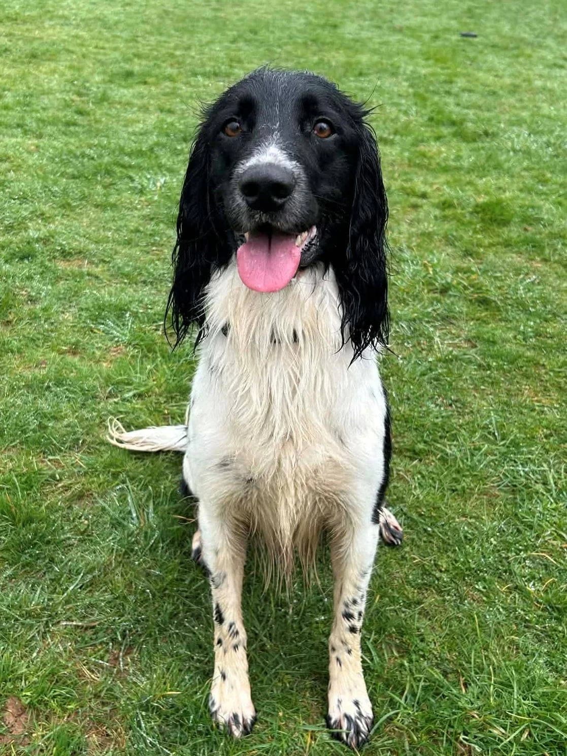 Lenny, female Border Collie for adoption at Dogs4Rescue, Manchester